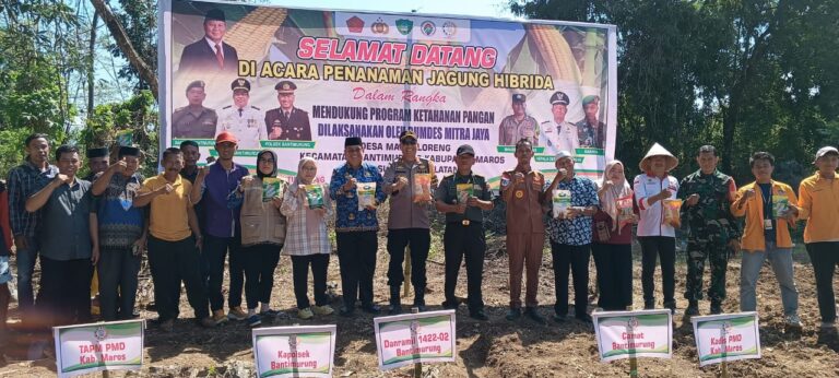 Bumdes Mitra Jaya Kab. Maros Gelar Penanaman Jagung Hibrida: Menggali Potensi Pertanian Lokal