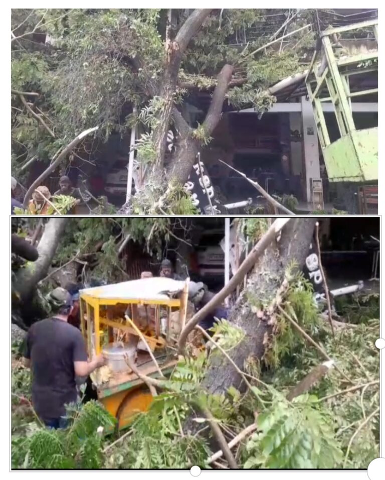 Breaking News, Pohon Besar Tumbang Penimpa  3 Ruko, 1 Unit Sepeda Motor dan Pedagang Bakso